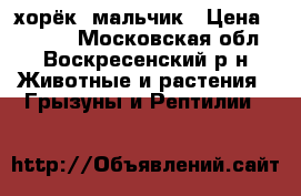 хорёк  мальчик › Цена ­ 2 500 - Московская обл., Воскресенский р-н Животные и растения » Грызуны и Рептилии   